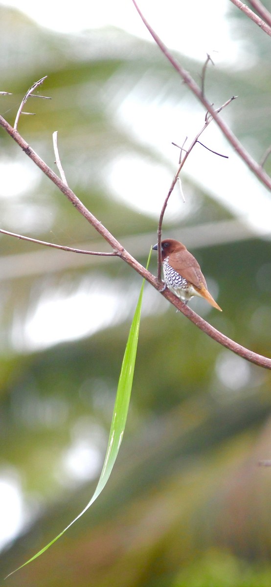 Scaly-breasted Munia - ML639443790