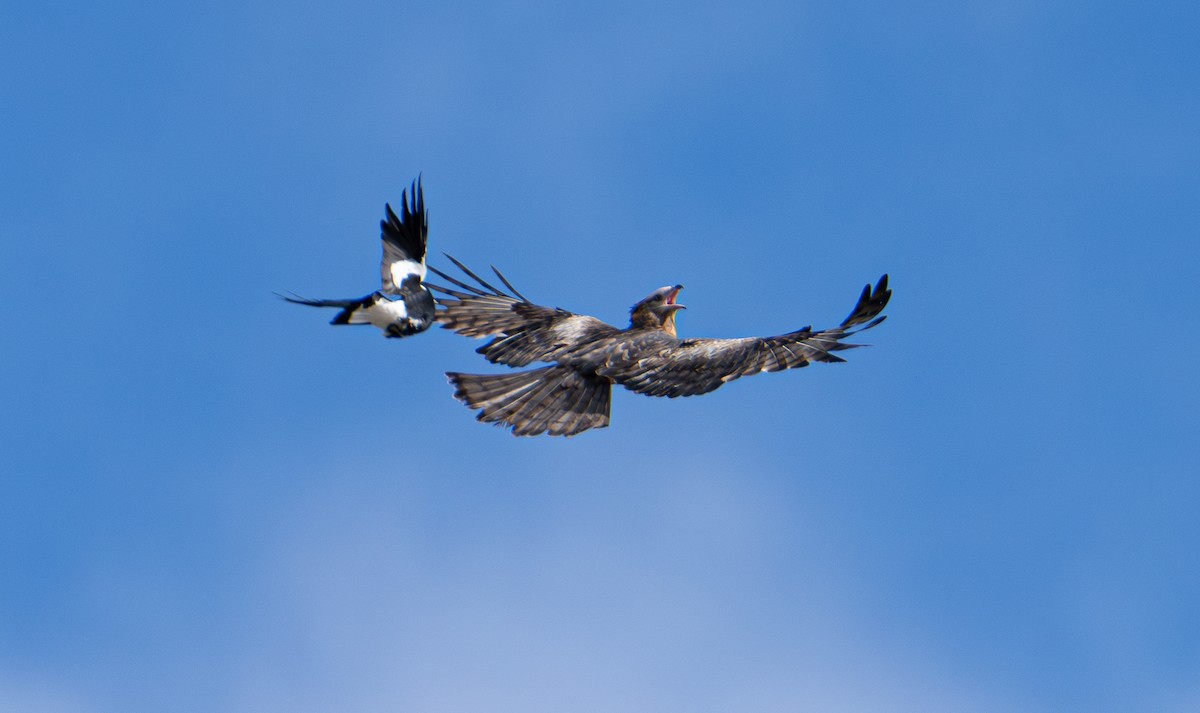 Square-tailed Kite - ML639443869