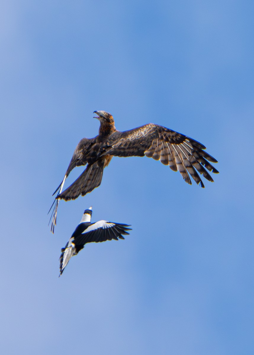 Square-tailed Kite - ML639443870