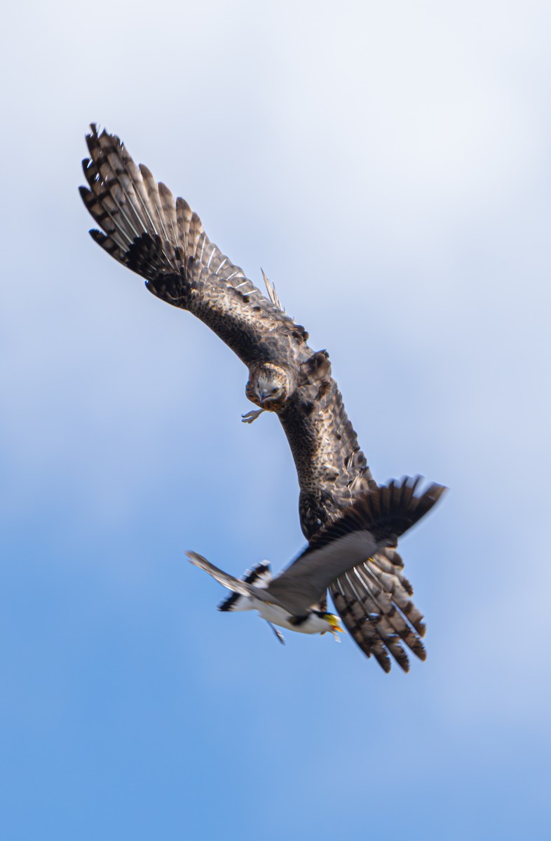 Square-tailed Kite - ML639443871