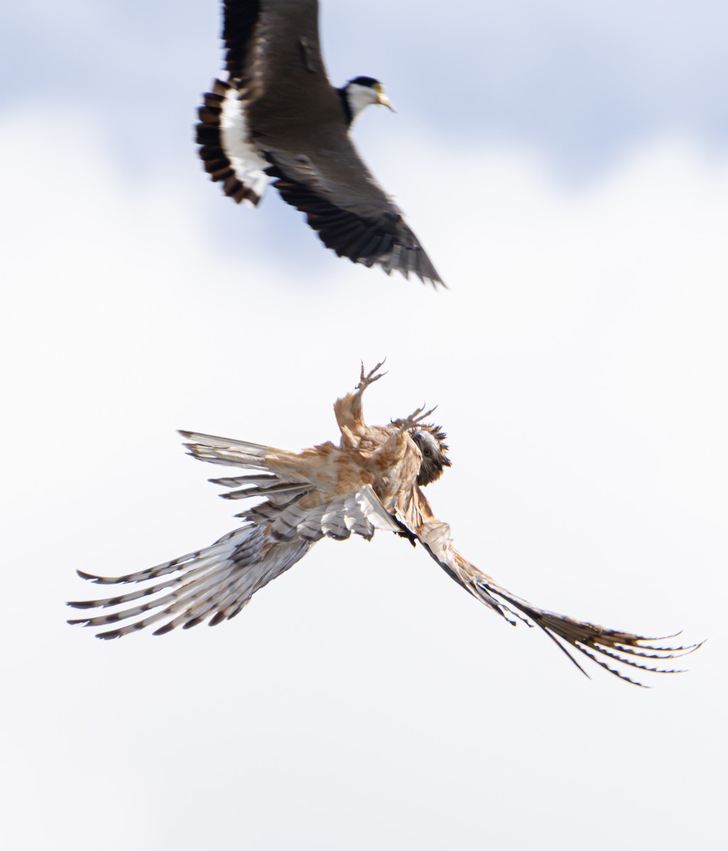 Square-tailed Kite - ML639443873