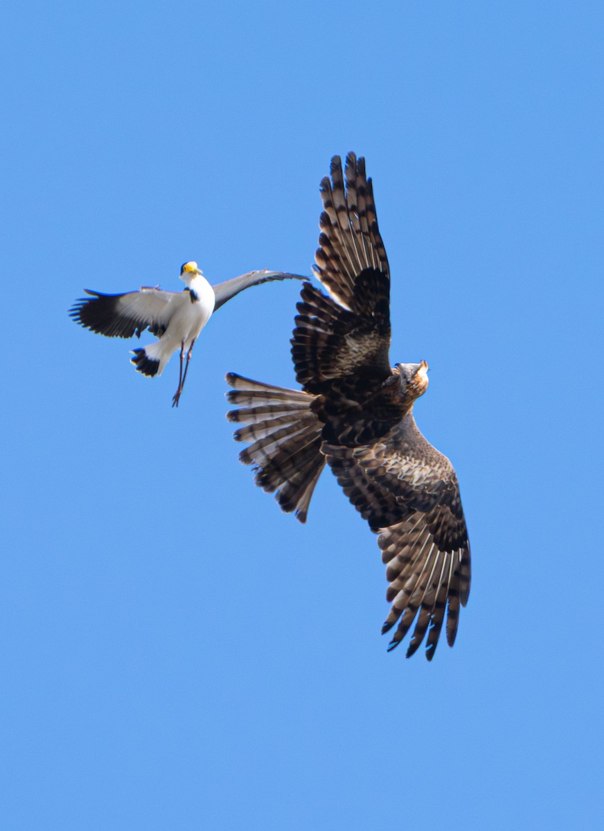 Square-tailed Kite - ML639443874