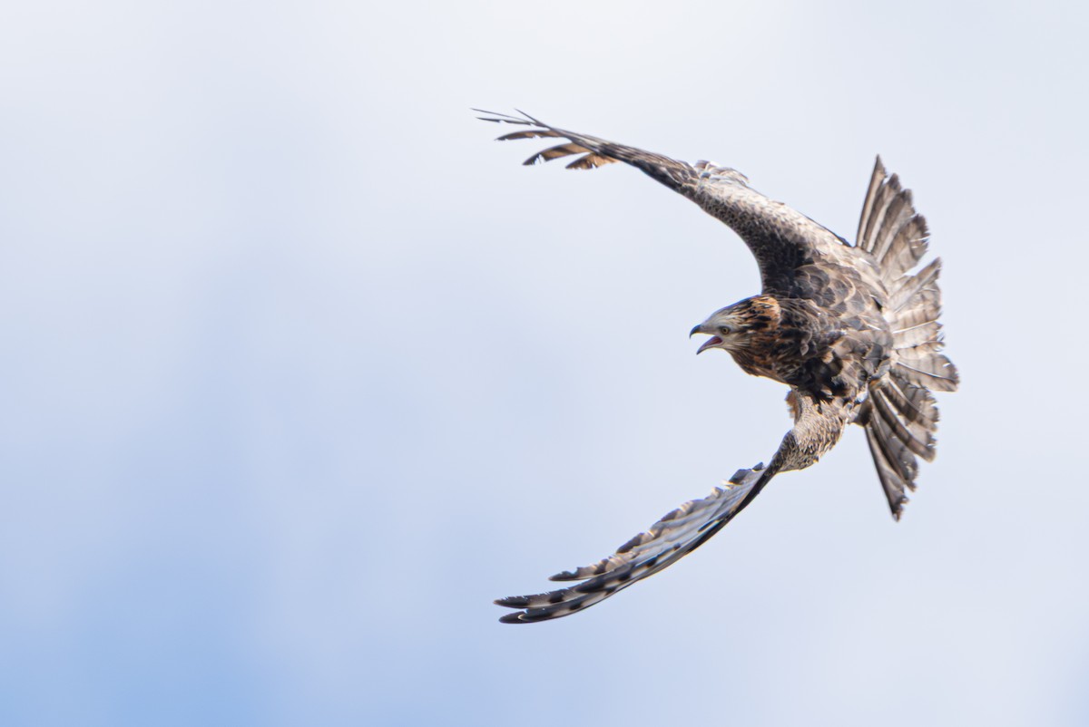 Square-tailed Kite - ML639443875