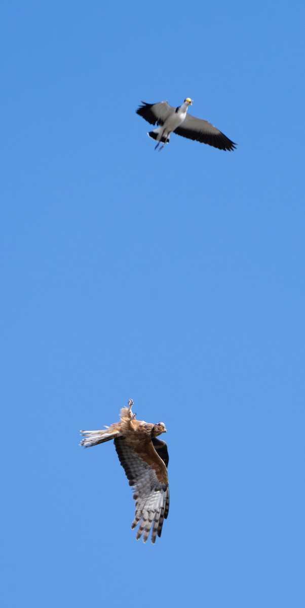 Square-tailed Kite - ML639443876