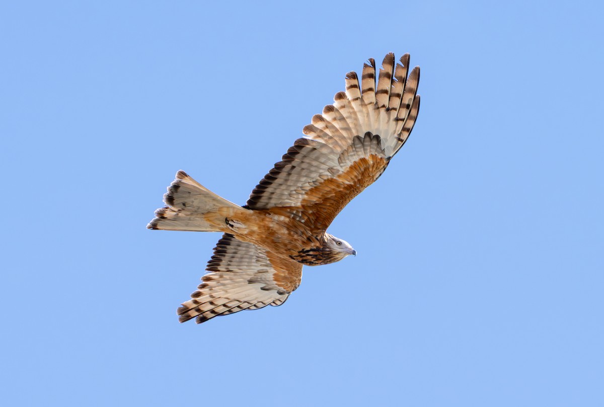 Square-tailed Kite - ML639443877