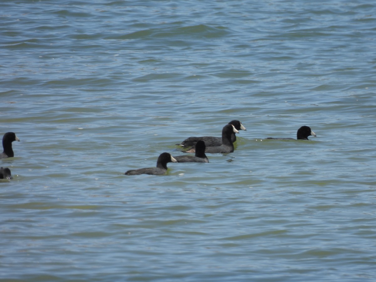 American Coot - ML639443885