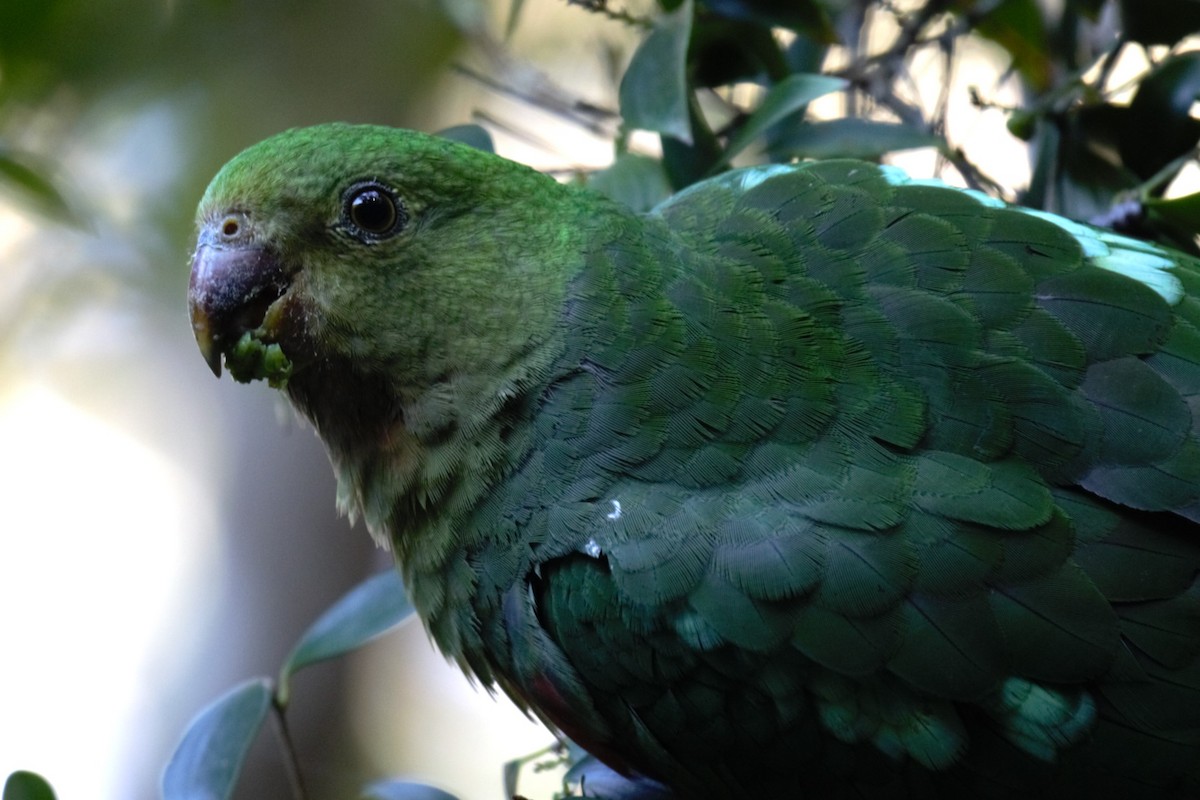 キンショウジョウインコ - ML639443933