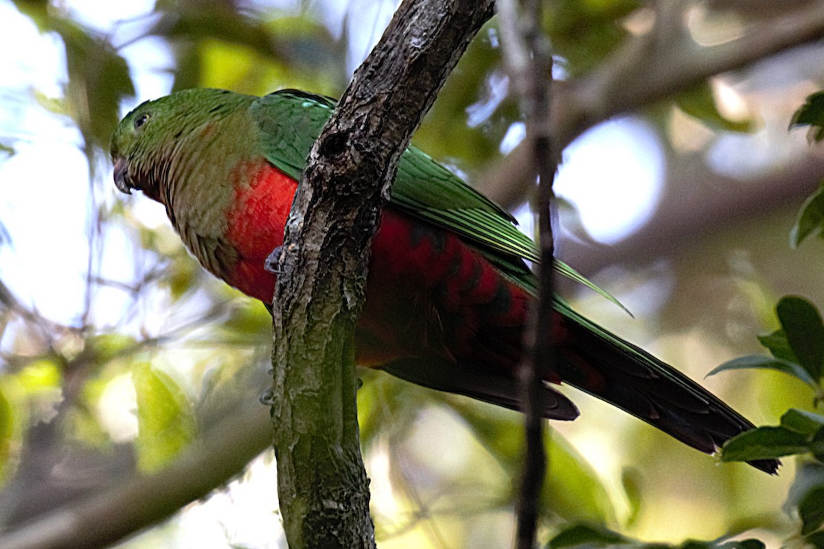 キンショウジョウインコ - ML639443935