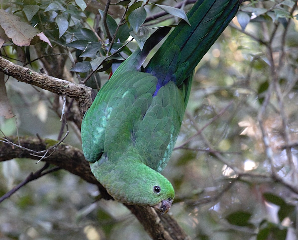 キンショウジョウインコ - ML639443936