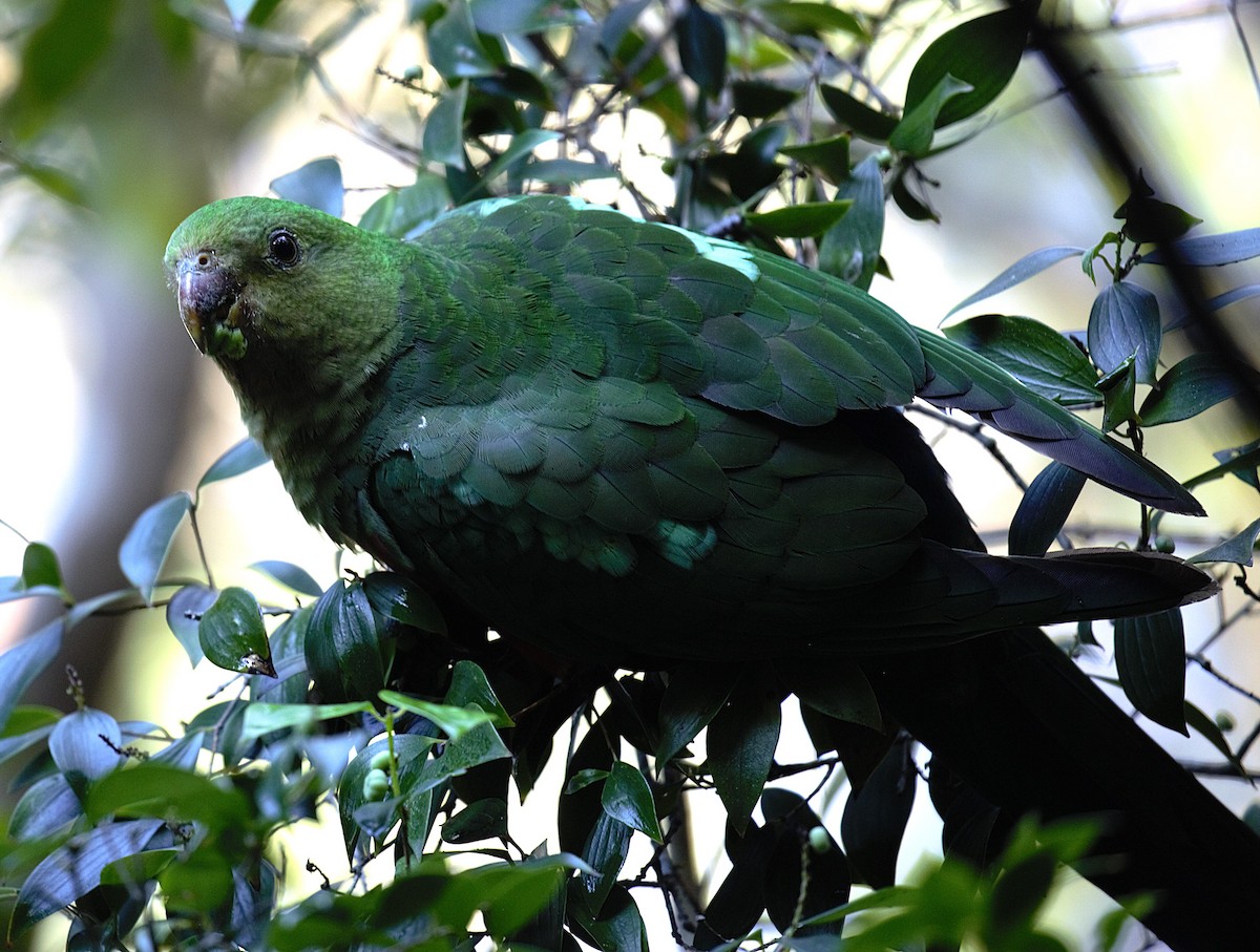 キンショウジョウインコ - ML639443937