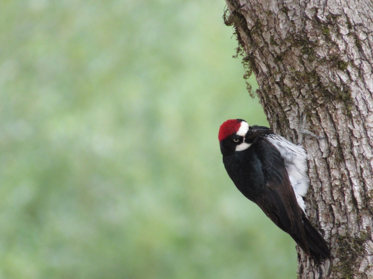 Acorn Woodpecker - ML639443989