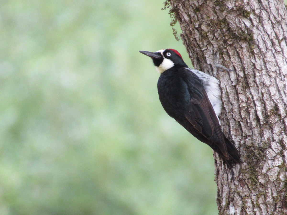 Acorn Woodpecker - ML639443997