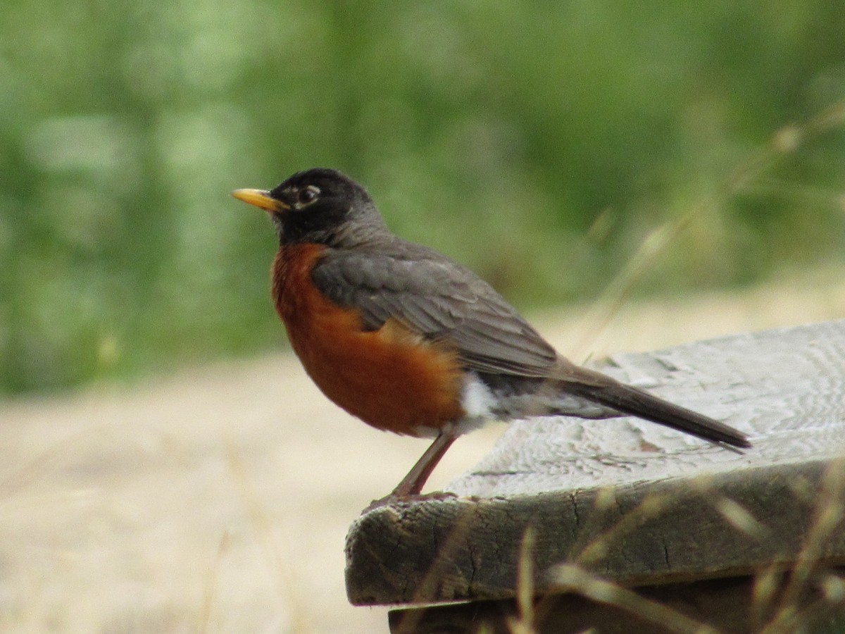 American Robin - ML639444004