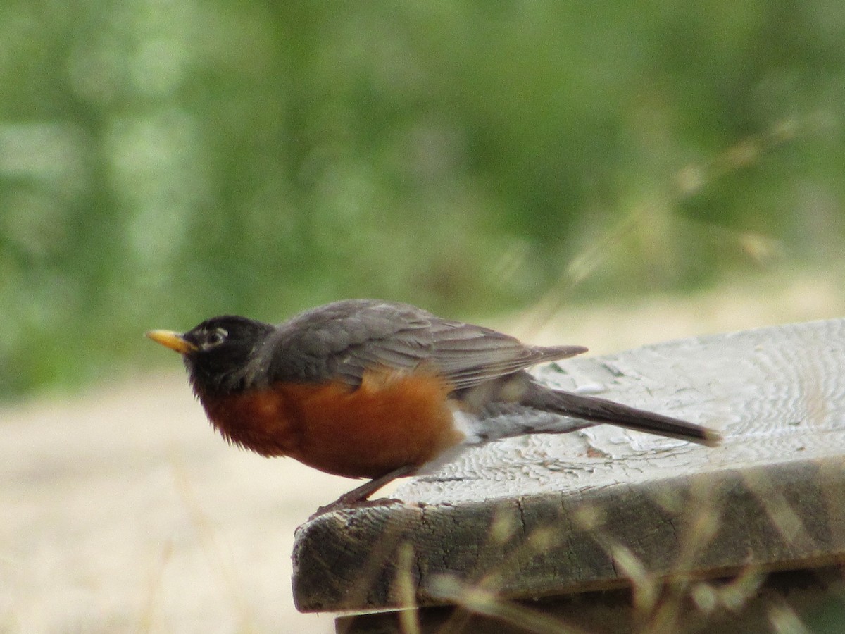 American Robin - ML639444007