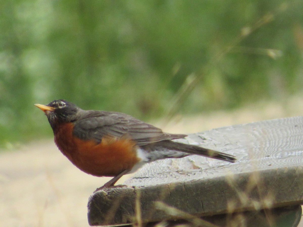 American Robin - ML639444011