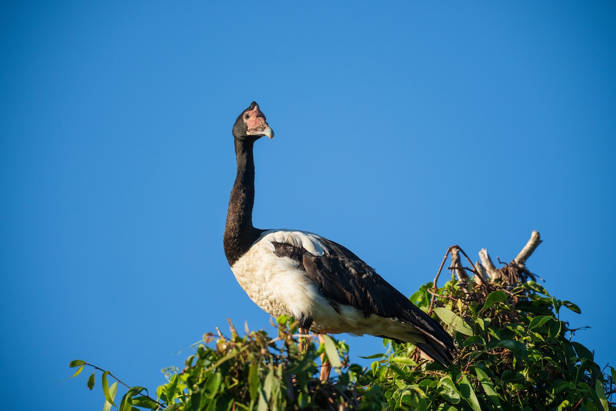Magpie Goose - ML639444056
