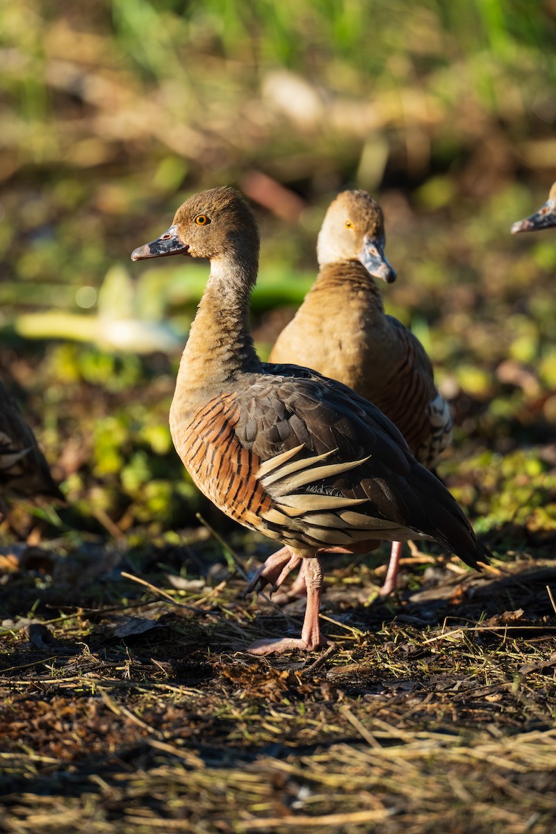 Plumed Whistling-Duck - ML639444071