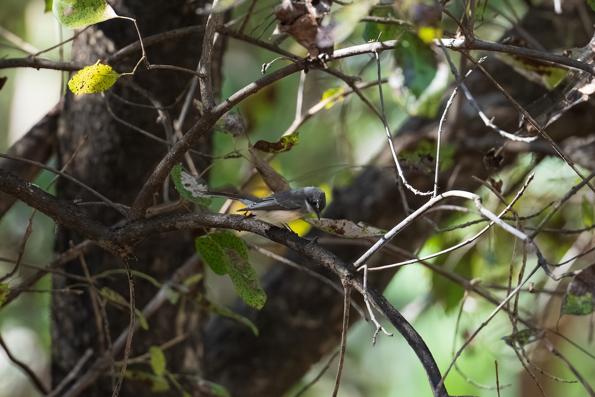 Northern Fantail - ML639444120