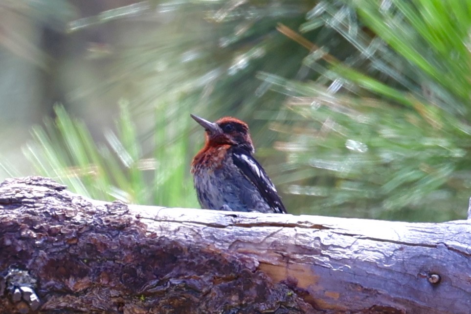 Feuerkopf-Saftlecker - ML639444122