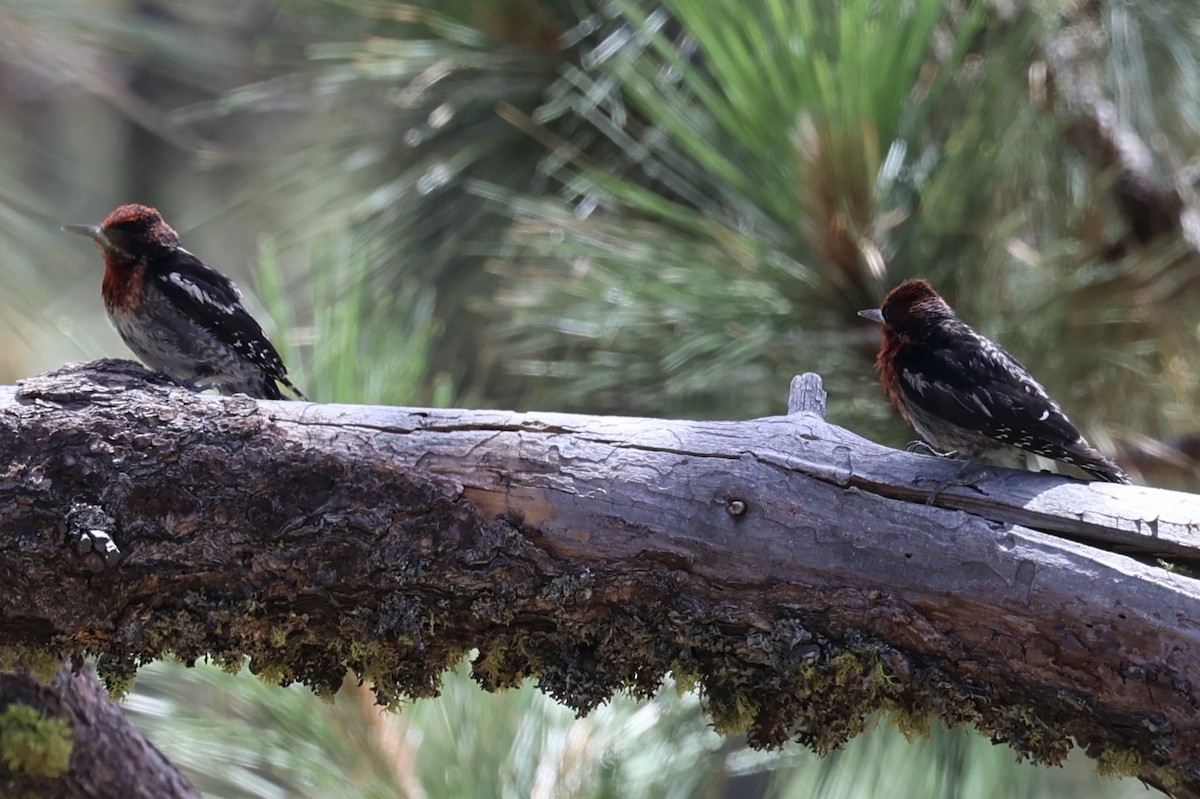 Feuerkopf-Saftlecker - ML639444123