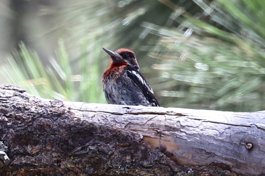 Feuerkopf-Saftlecker - ML639444124