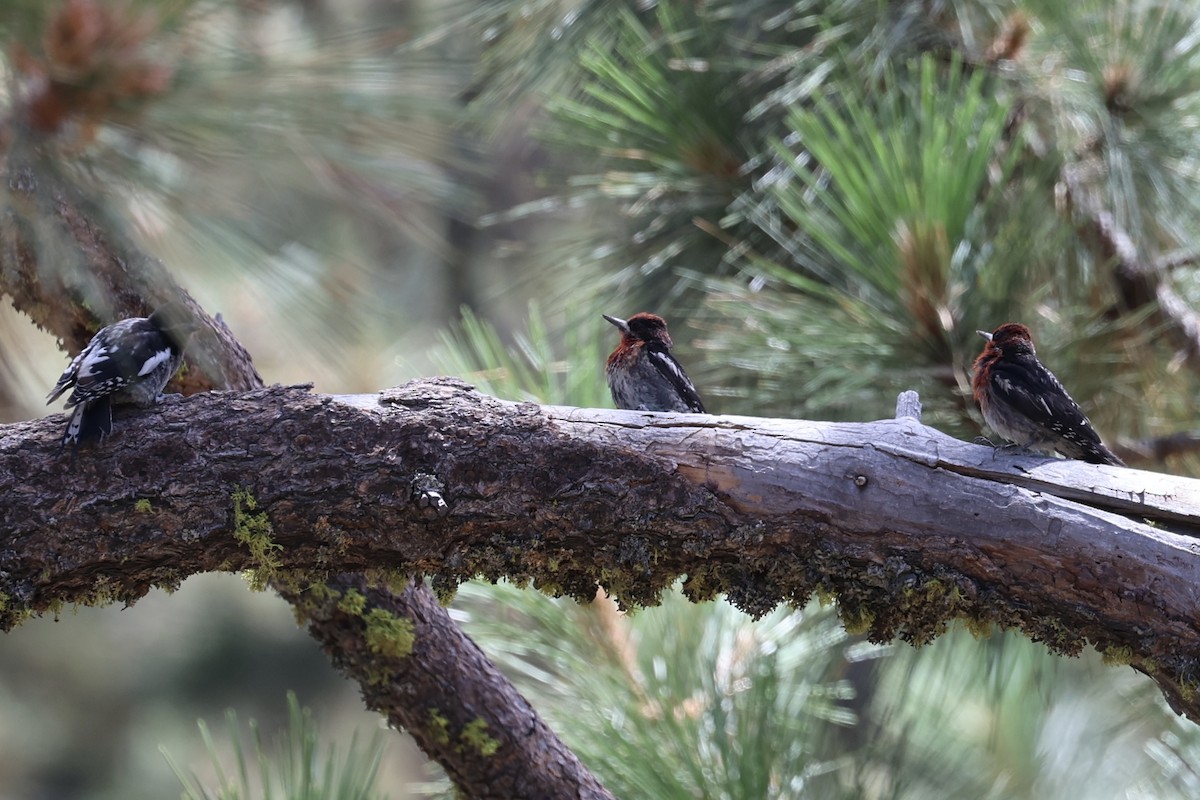 Feuerkopf-Saftlecker - ML639444125