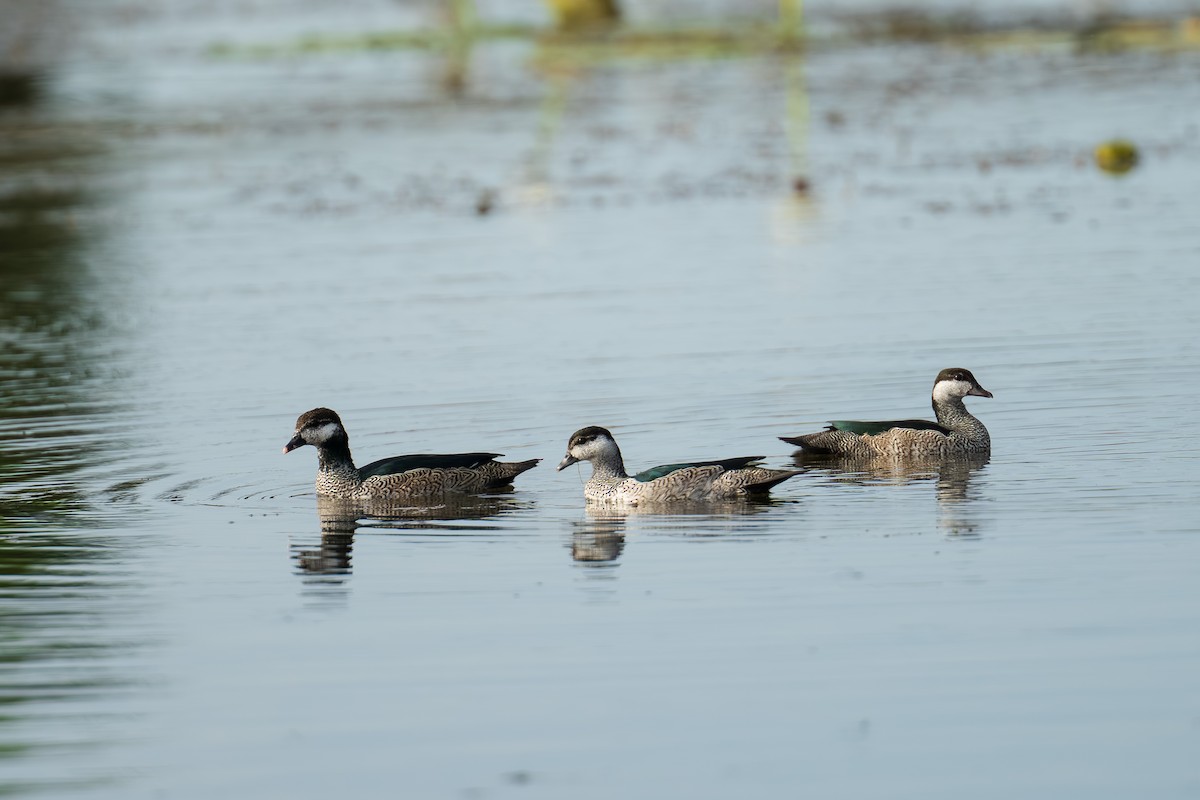 Green Pygmy-Goose - ML639444129