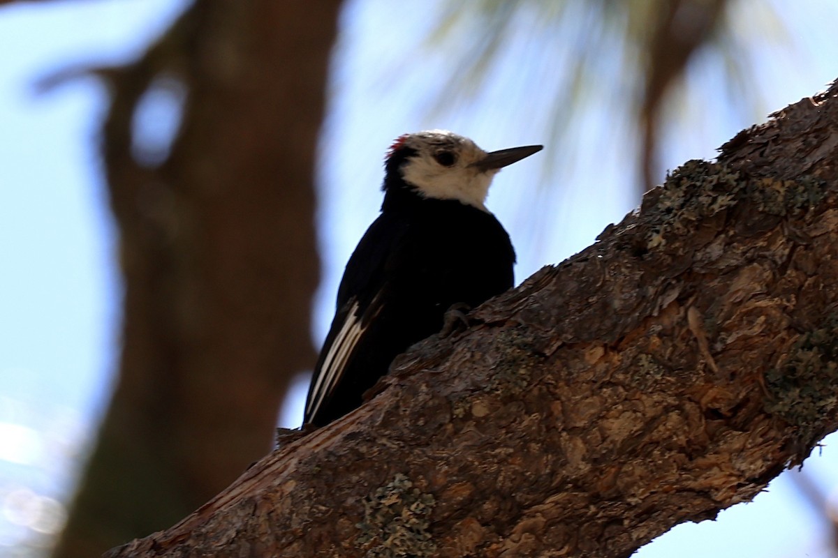 Weißkopfspecht - ML639444137