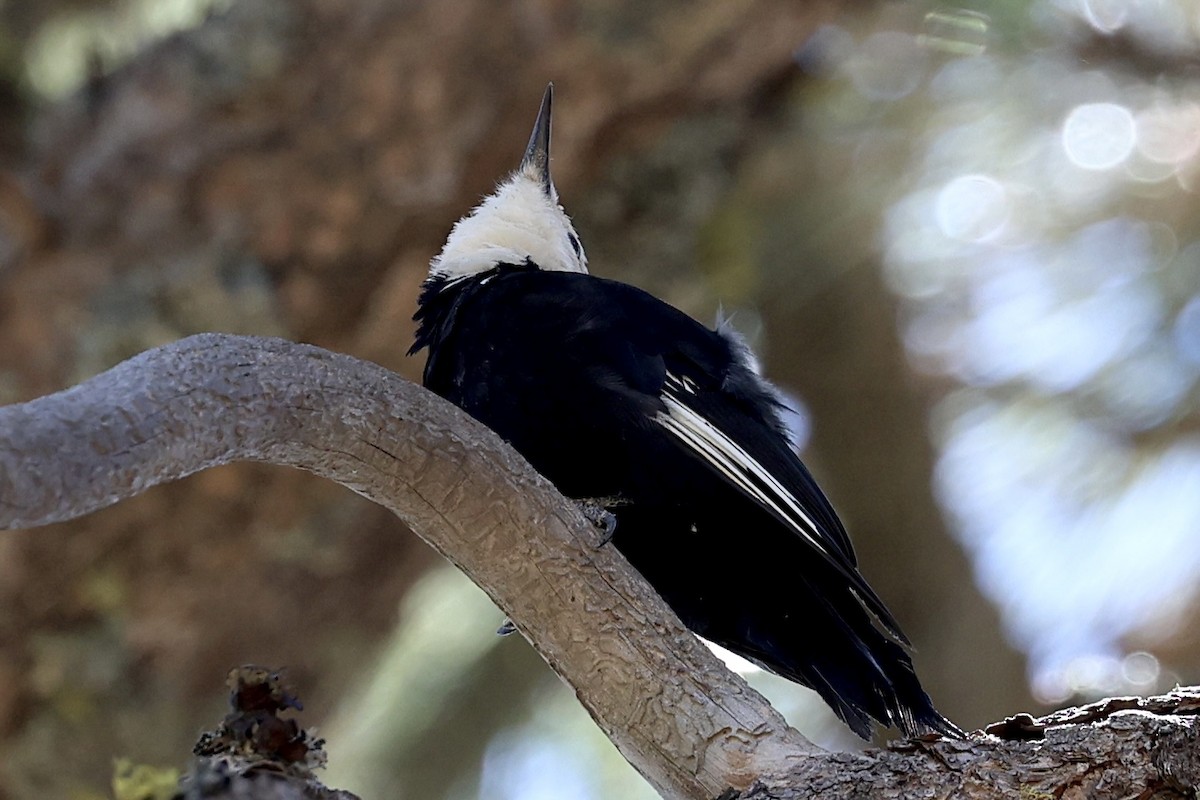 Weißkopfspecht - ML639444138