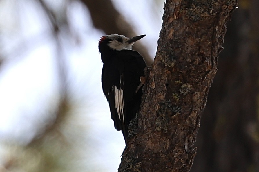 Weißkopfspecht - ML639444139