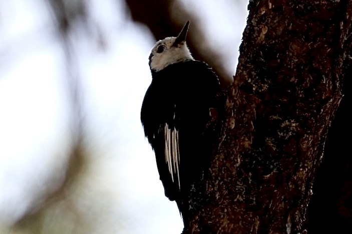 Weißkopfspecht - ML639444140