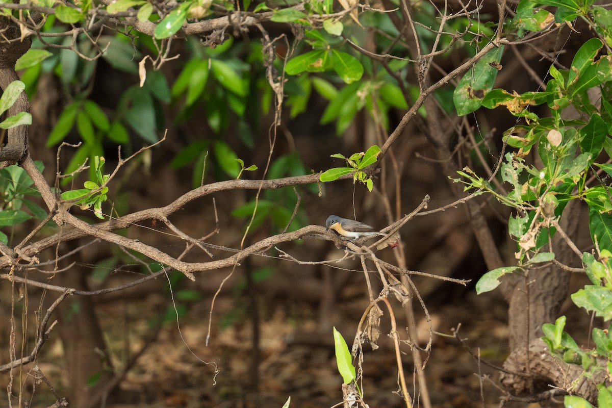 Broad-billed Flycatcher - ML639444141