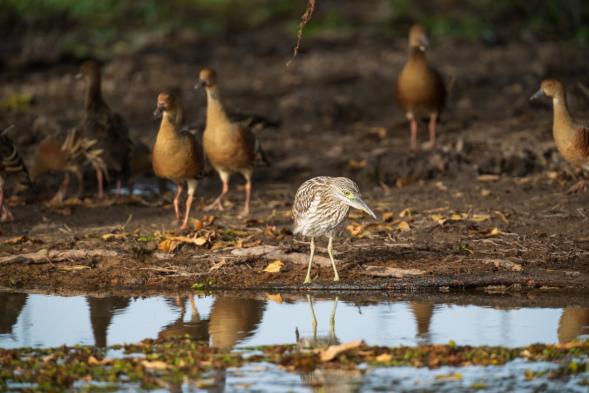 Nankeen Night Heron - ML639444147
