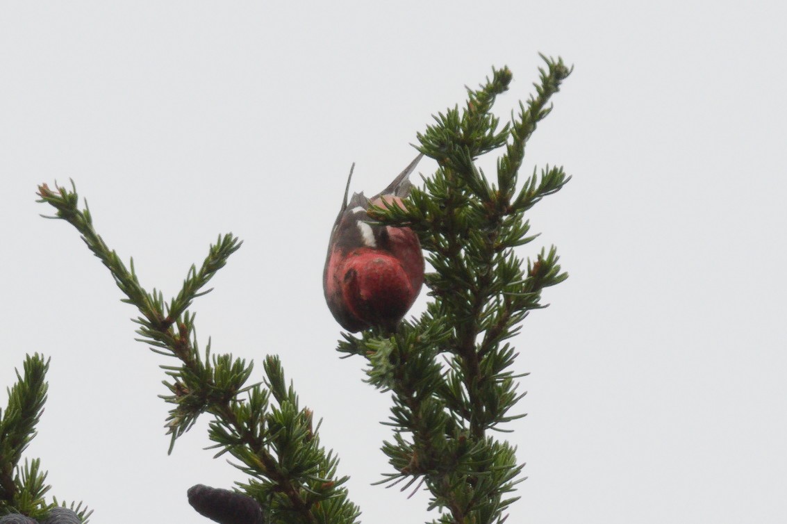 White-winged Crossbill - ML639444149
