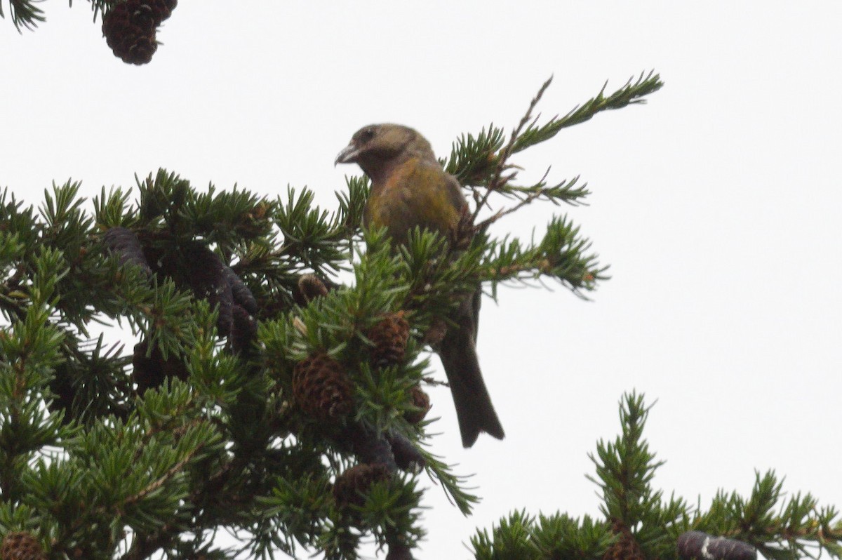 White-winged Crossbill - ML639444150
