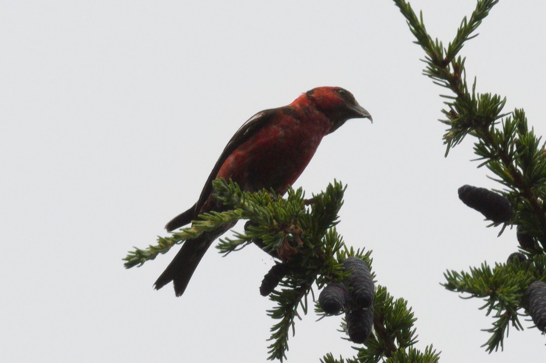 White-winged Crossbill - ML639444151
