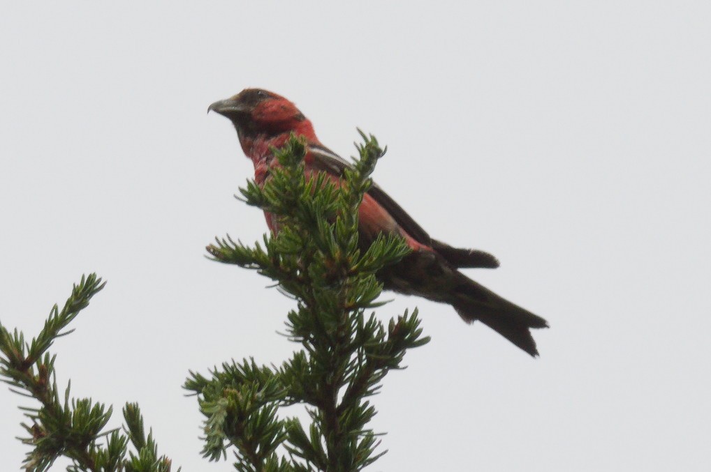 White-winged Crossbill - ML639444152