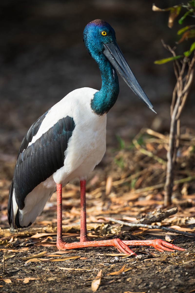 Black-necked Stork - ML639444154