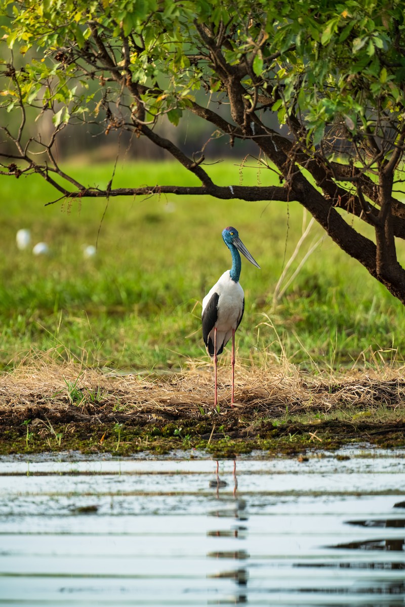 Black-necked Stork - ML639444155
