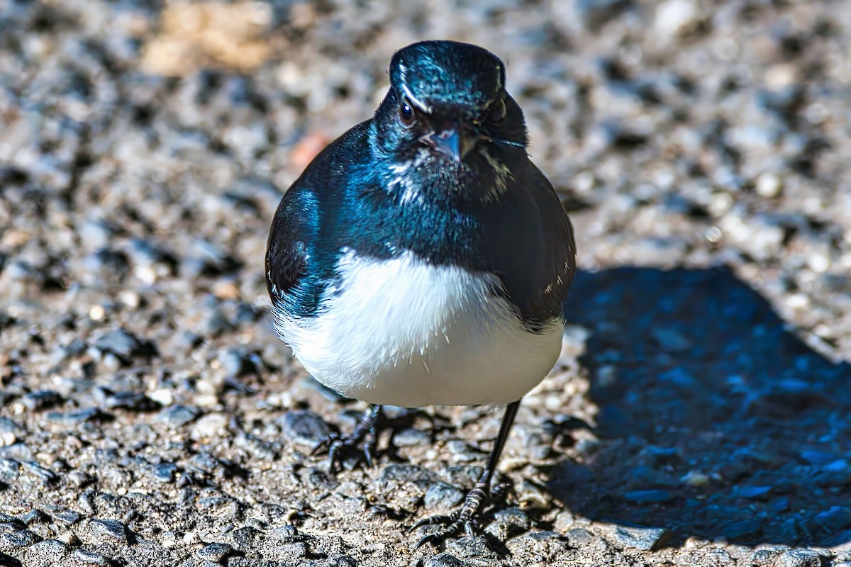 Willie-wagtail - ML639444156