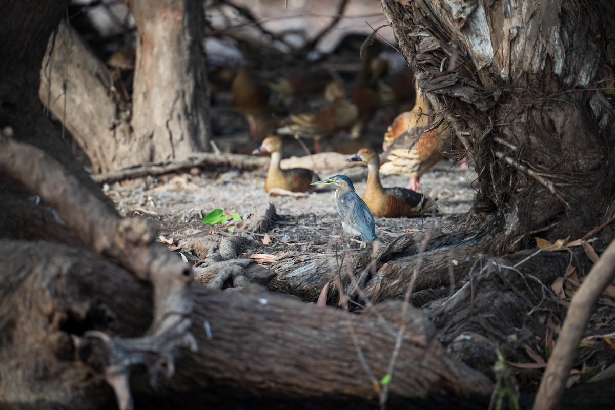 Little Heron - ML639444161