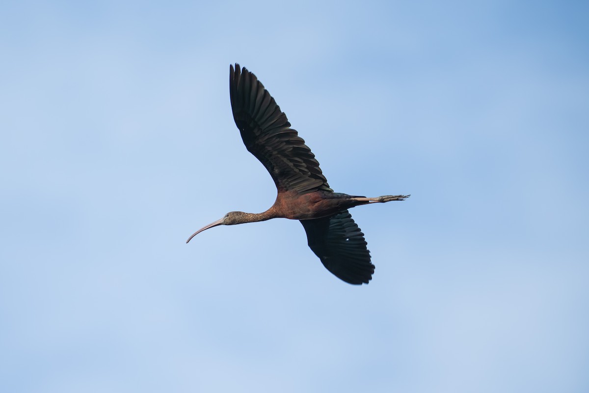 Glossy Ibis - ML639444165