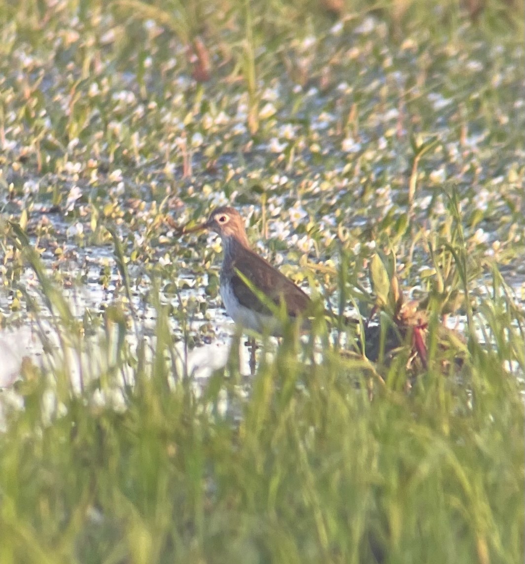 Solitary Sandpiper - ML639444168