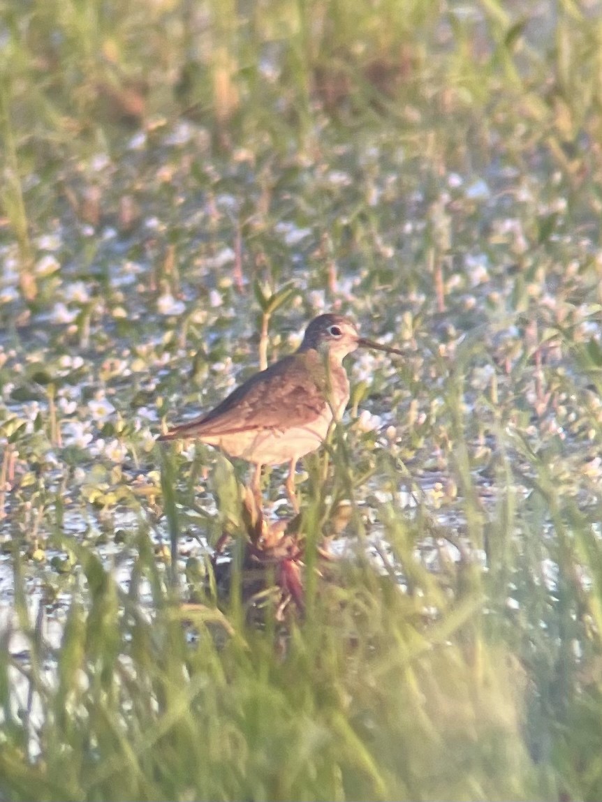 Solitary Sandpiper - ML639444170