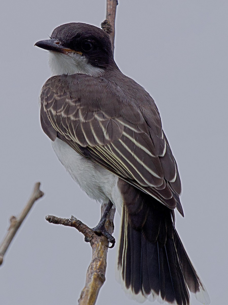 Eastern Kingbird - ML639444178