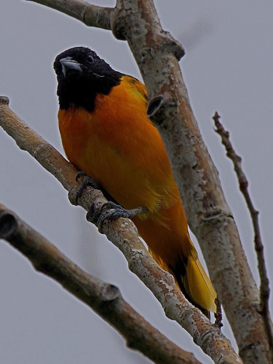 Baltimore Oriole - ML639444182
