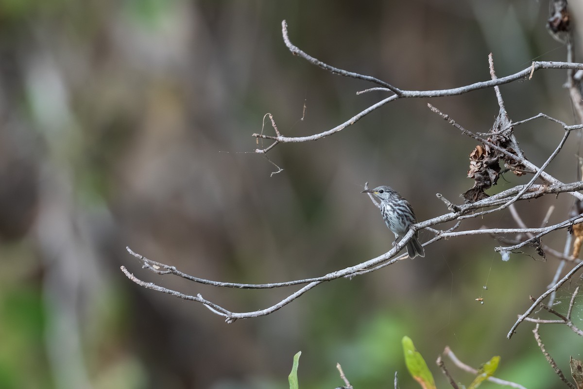 Bar-breasted Honeyeater - ML639444183