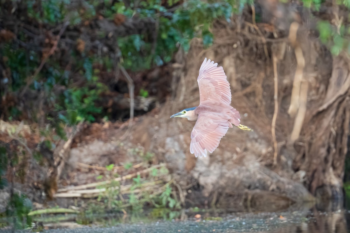 Nankeen Night Heron - ML639444196