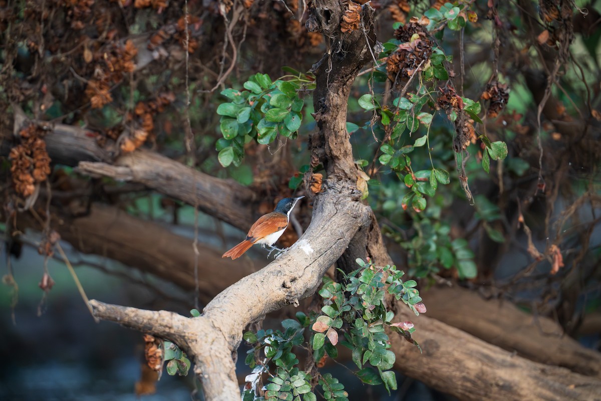 Shining Flycatcher - ML639444201