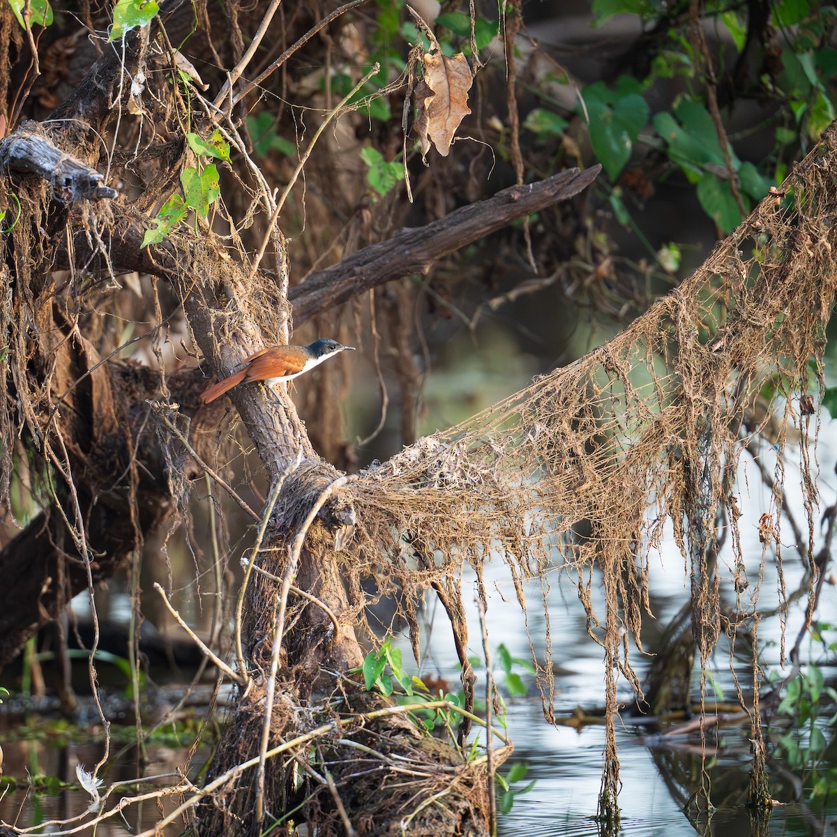 Shining Flycatcher - ML639444202